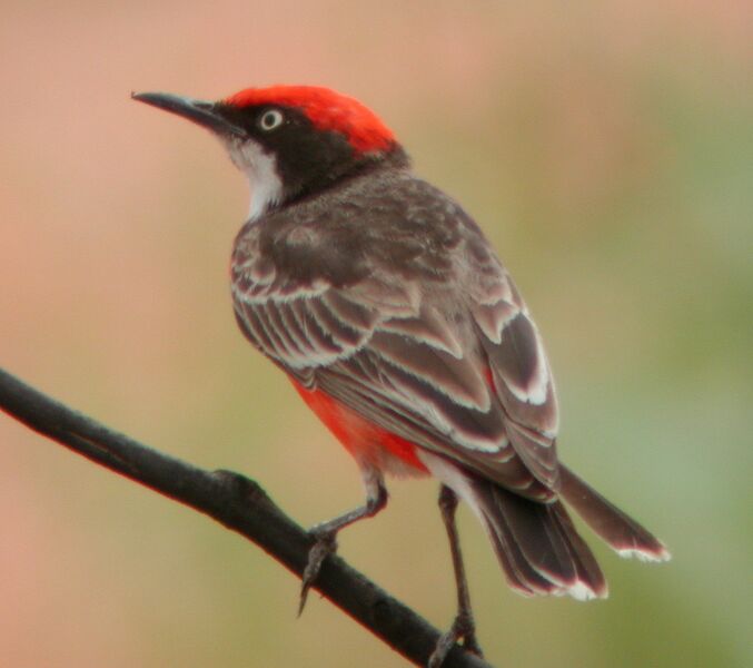 Файл:Crimson Chat Newhaven Sep04.JPG