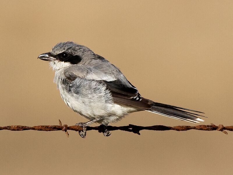 Файл:Loggerhead Shrike molting.jpg