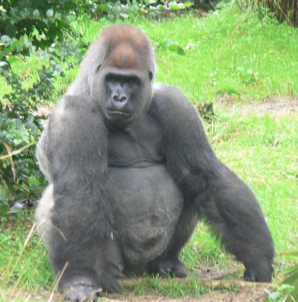 Файл:Male silverback Gorilla.JPG