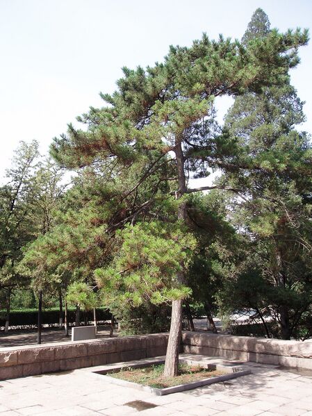 Файл:PinusTabulaeformis4.jpg