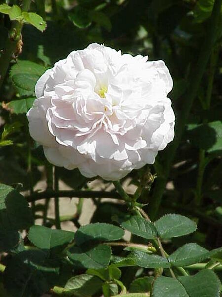 Файл:Rosa alba2.jpg