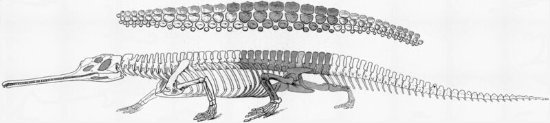 Файл:Rutiodon.jpg