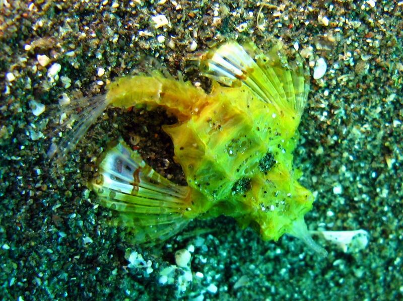 Файл:Seamoth.jpg