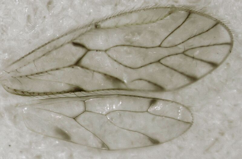 Файл:Trichopsocus clarus.jpg