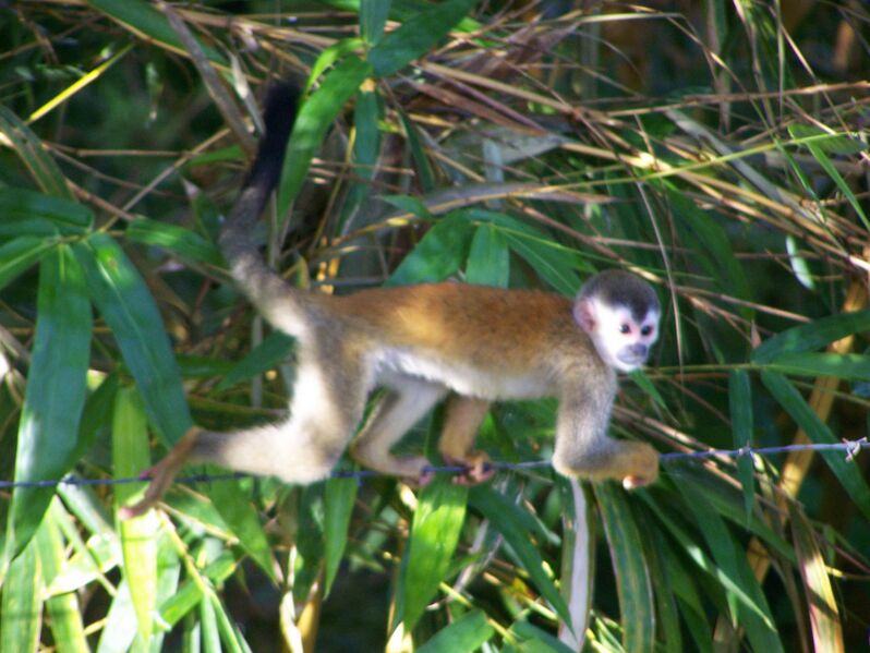 Файл:Central American Squirrel Monkey 2.jpeg
