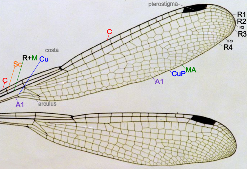 Файл:Damselfly wing structure.png