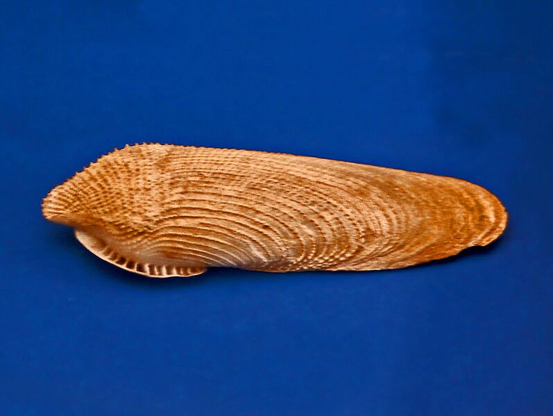 Файл:Pholadidae - Pholas dactylus.JPG