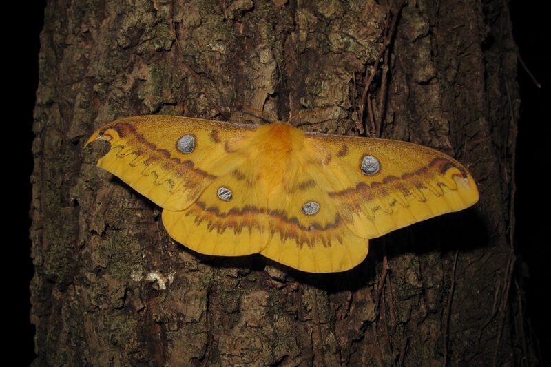 Файл:Rhodinia fugax fugax IMG 8085.JPG
