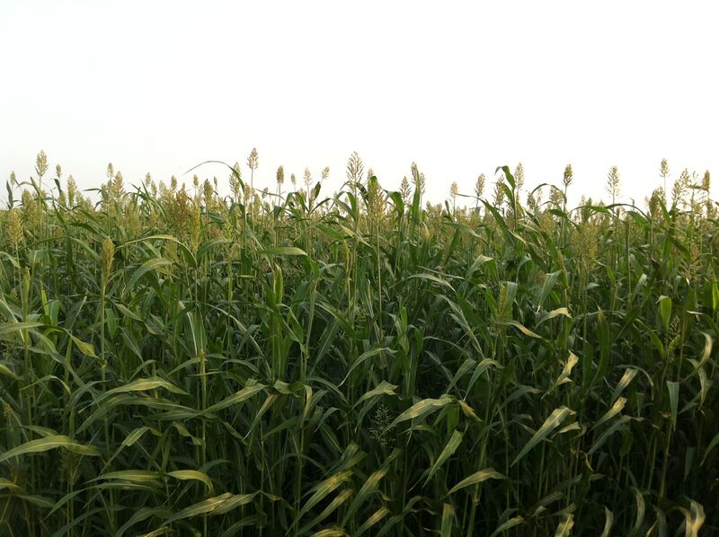 Файл:Sorghum, Jazan.JPG