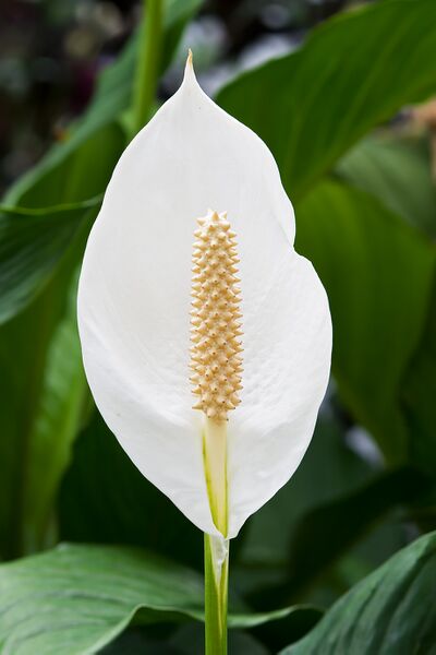 Файл:Spathiphyllum cochlearispathum RTBG.jpg