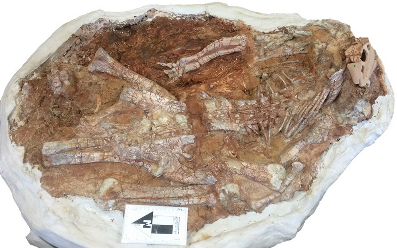 Файл:Articulated Convolosaurus.PNG