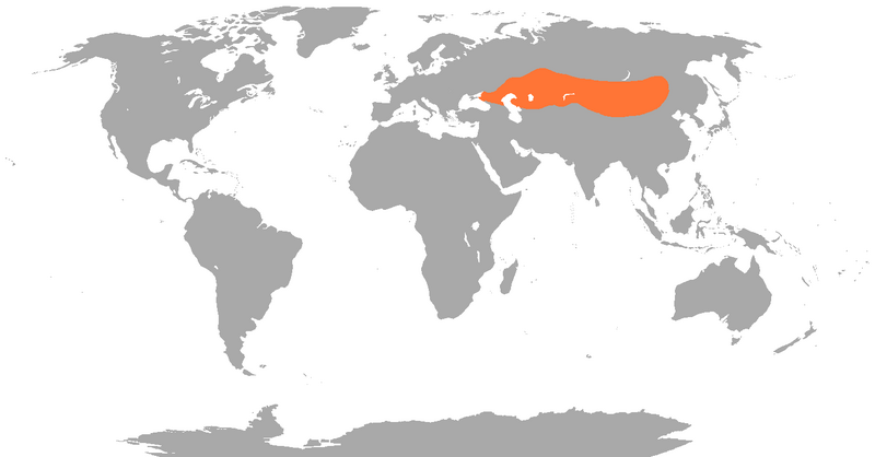 Файл:Camelus bactrianus distribution map.png
