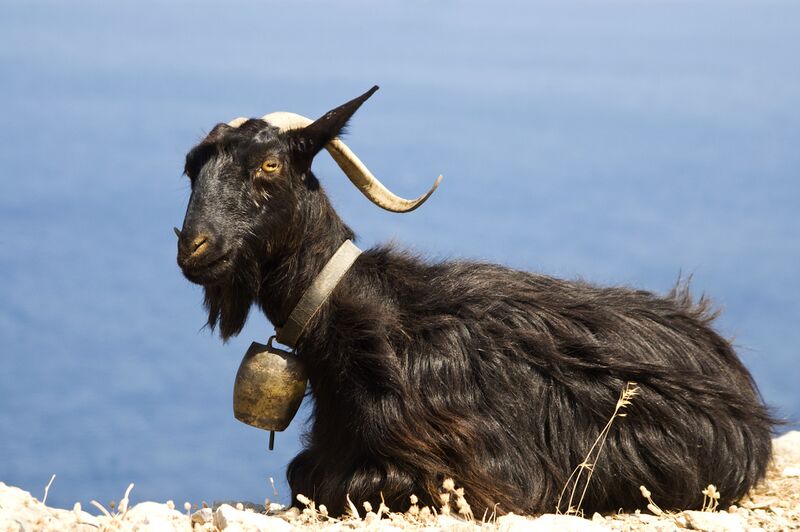 Файл:Capra, Crete 4.jpg