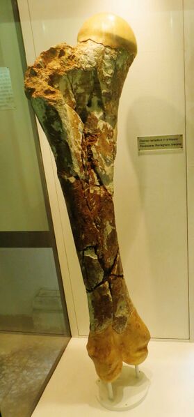 Файл:Elephas namadicus leg bone.JPG