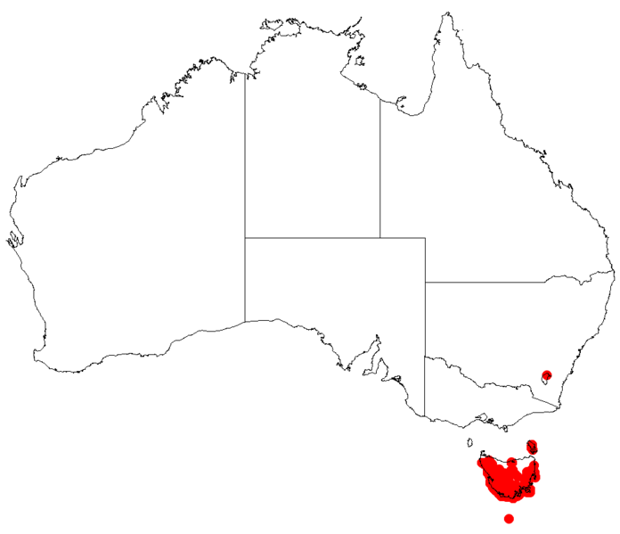 Файл:Hakea epiglottisDistMap44.png