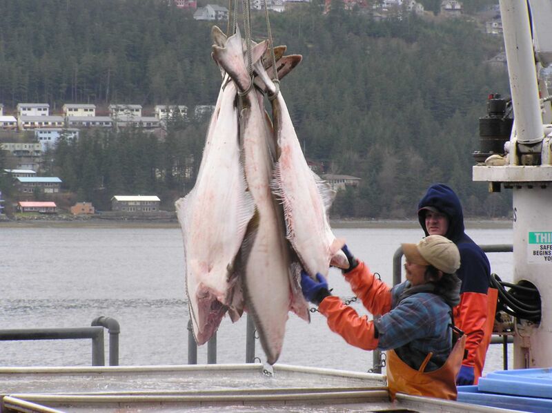 Файл:Halibut Processing.jpg