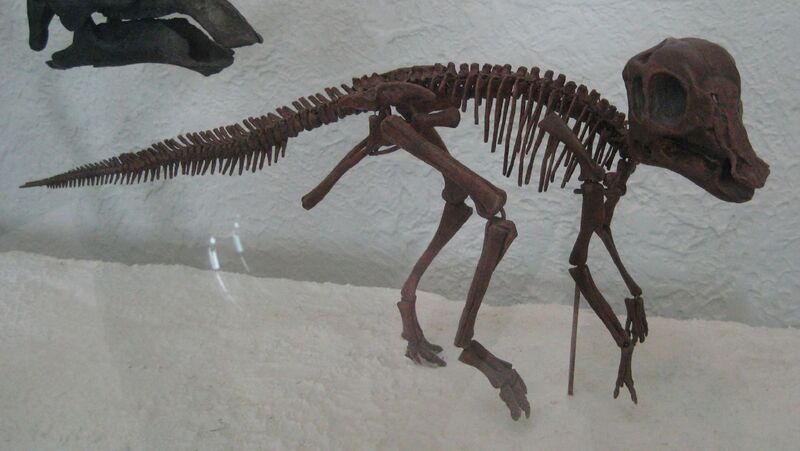 Файл:Hypacrosaurus Altispinus.jpg
