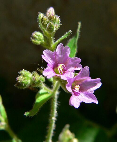 Файл:Mirabilis oxybaphoides 2.jpg