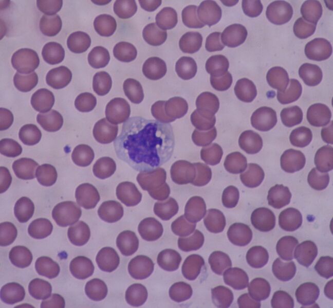 Файл:Monocyte 40x.JPG