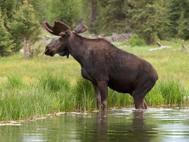 Файл:Moose 983 LAB.jpg