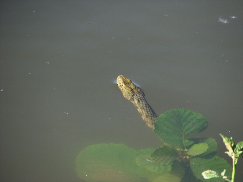 Файл:Natrix tessellata 03.JPG