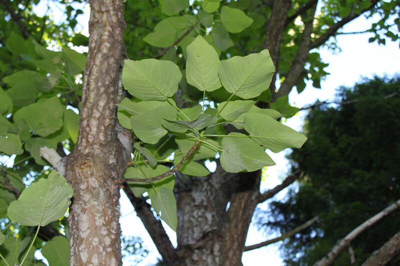 Файл:Populus wilsonii foliage underside.JPG