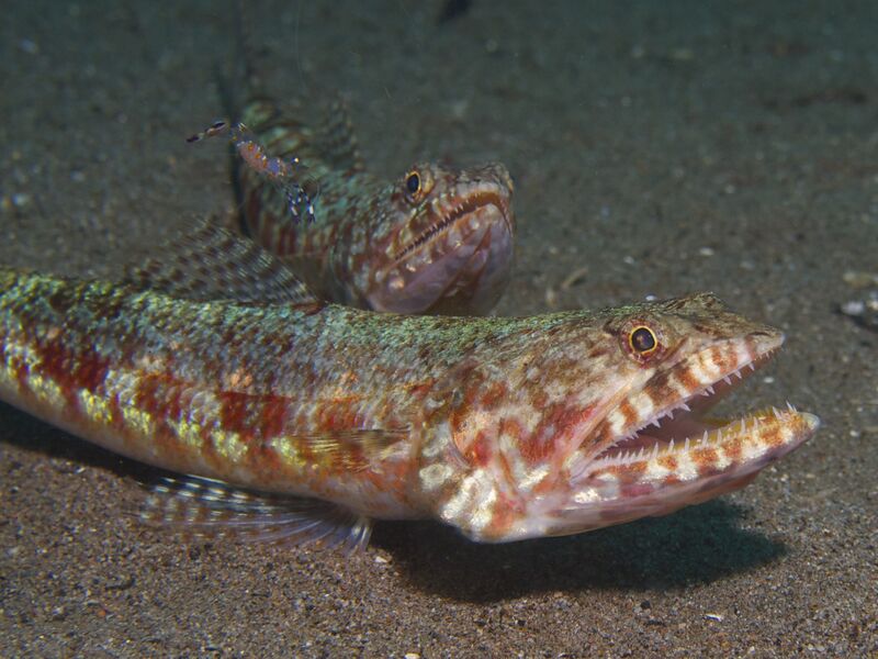 Файл:Reef Lizardfish.jpg