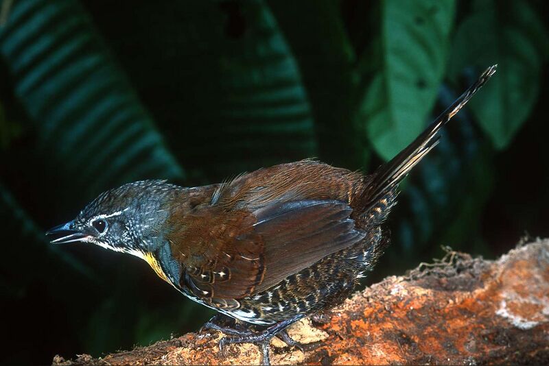 Файл:Rusty Belted Tapaculo.jpg