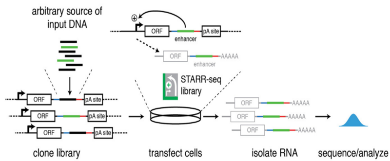 Файл:STARR-seq — Principles.png