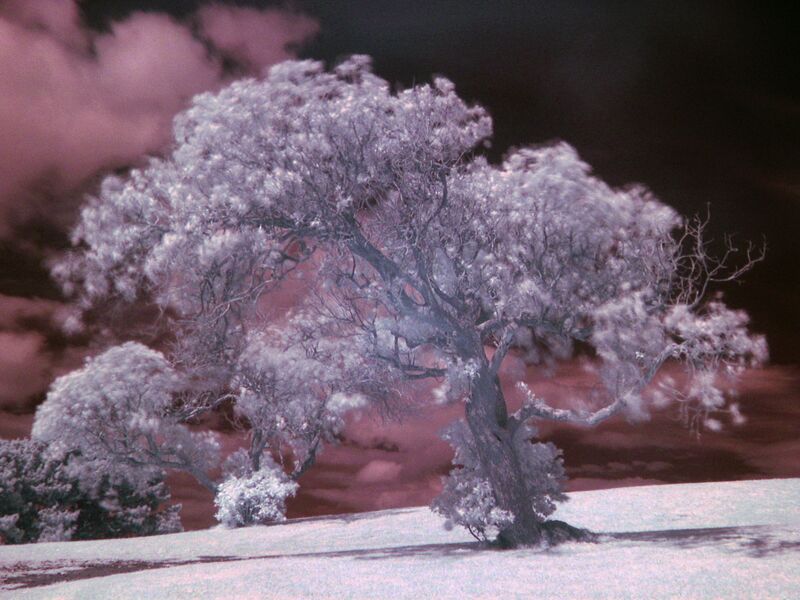Файл:Tree example IR.jpg
