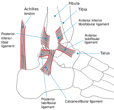 Файл:Ankle en.svg