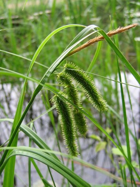 Файл:Carex pseudocyperus.jpeg