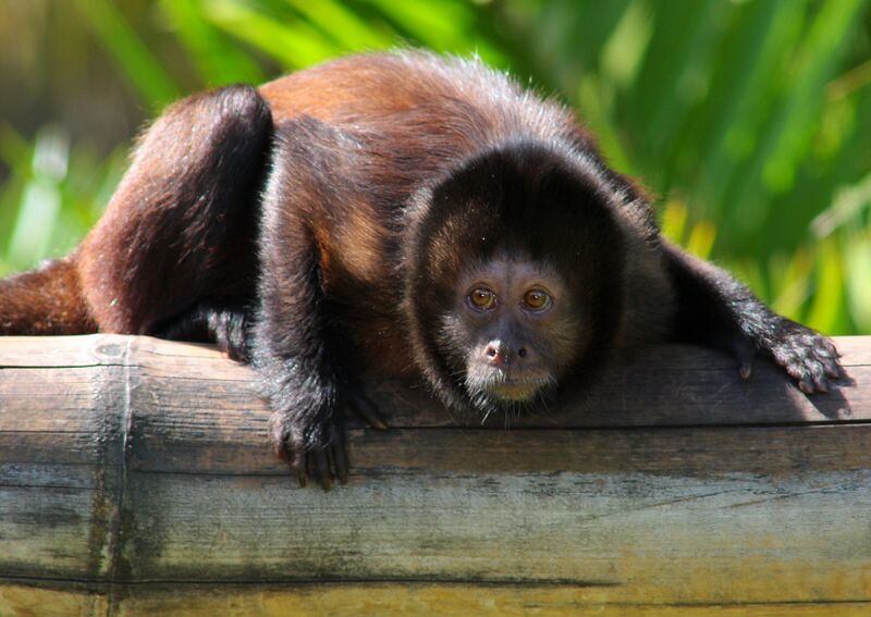 Файл:Cebus robustus (Crested capuchin monkey).jpg