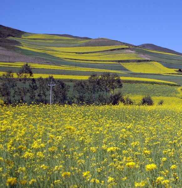 Файл:China.rapeseed.fields.JPG
