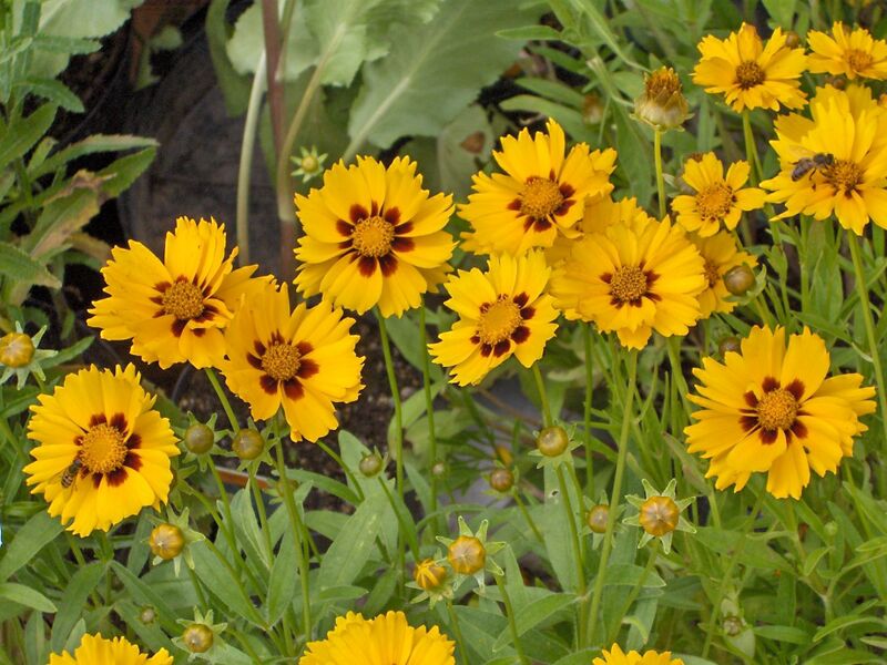 Файл:Coreopsis lanceolata Sterntaler.JPG