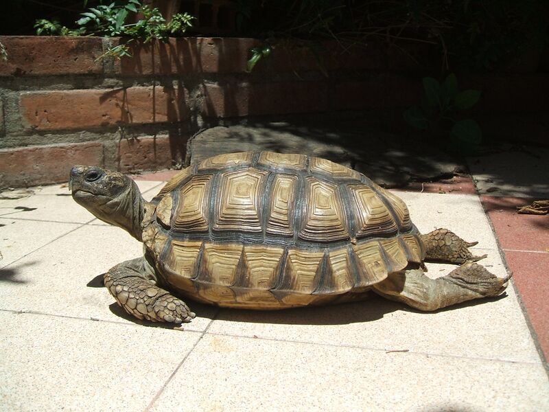 Файл:Geochelone-chilensis.JPG