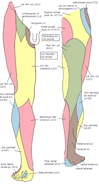 Файл:Gray826and831.PNG