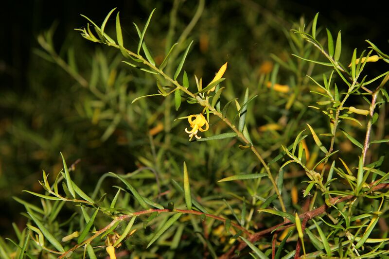 Файл:Persooniabargoensis4.JPG