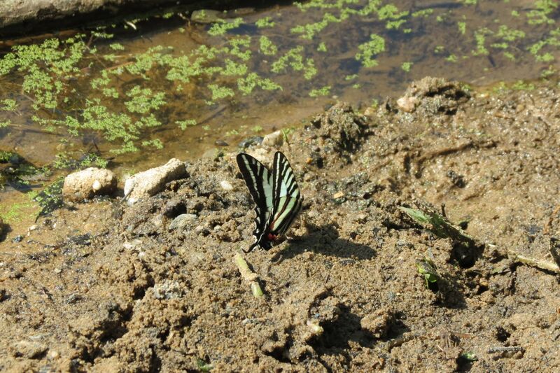 Файл:Zebra Swallowtail (29095456023).jpg