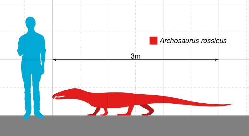 Файл:Archosaurus Scale.svg