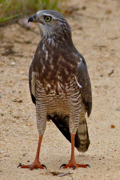 Файл:Dark Chanting Goshawk (juvenile).jpg