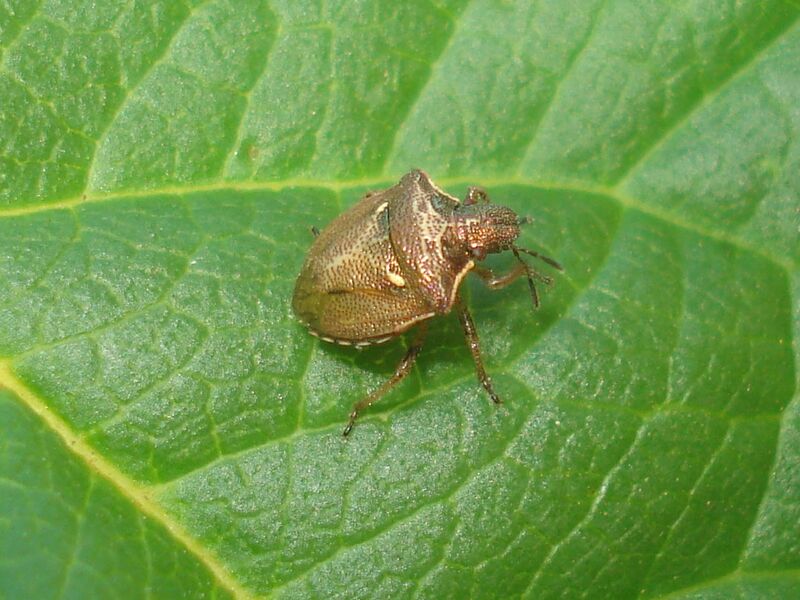 Файл:Eysarcoris aeneus 03.JPG