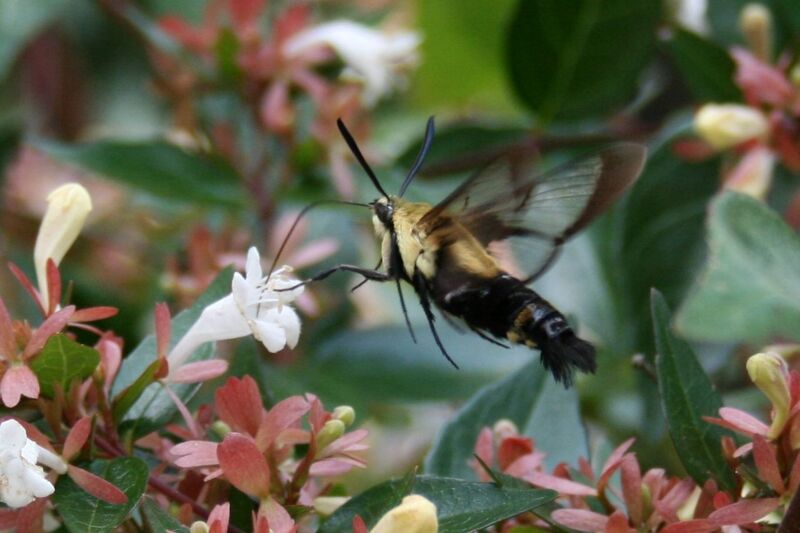 Файл:Hemaris diffinis 1.jpg