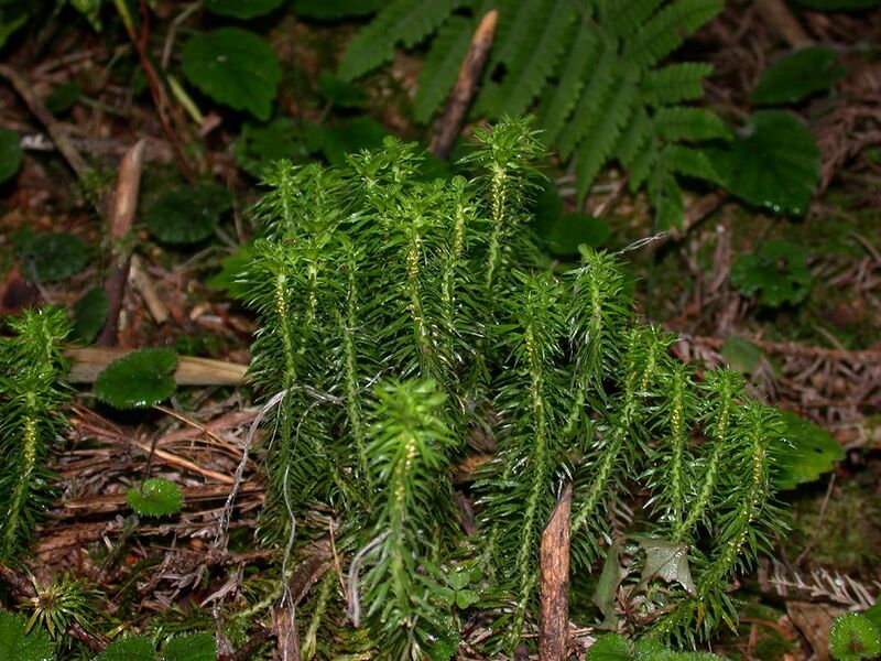 Файл:Lycopodium serratum tougesiba01.jpg