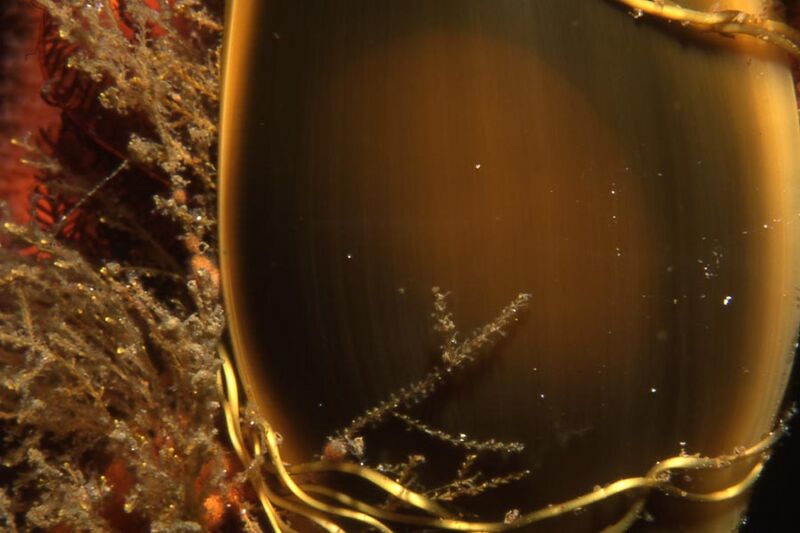 Файл:Pyjama egg case.jpg