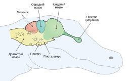 Файл:Reptile brain uk.svg