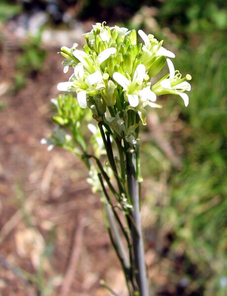 Файл:Turritis glabra3.JPG