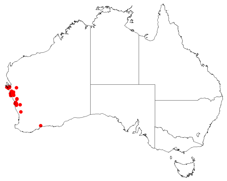 Файл:PersooniaacicularisDistMap2.png