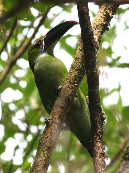 Файл:Chestnut-tipped Toucanet.JPG