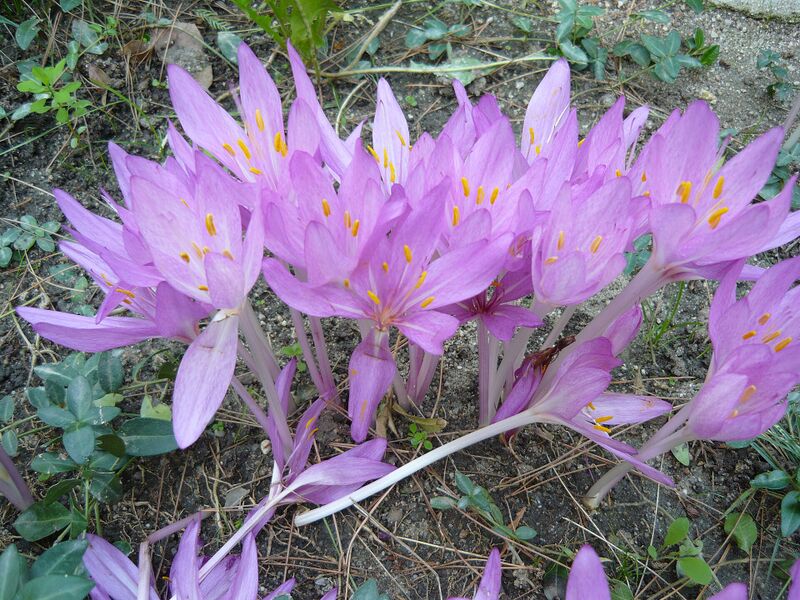 Файл:Colchicum autumnale HRM.JPG